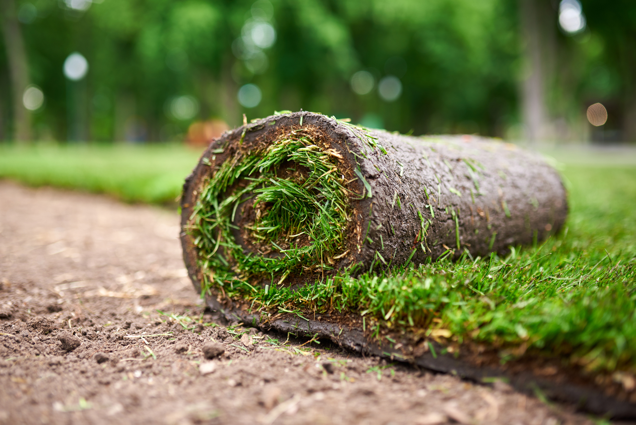 sod watering schedule Yonkers