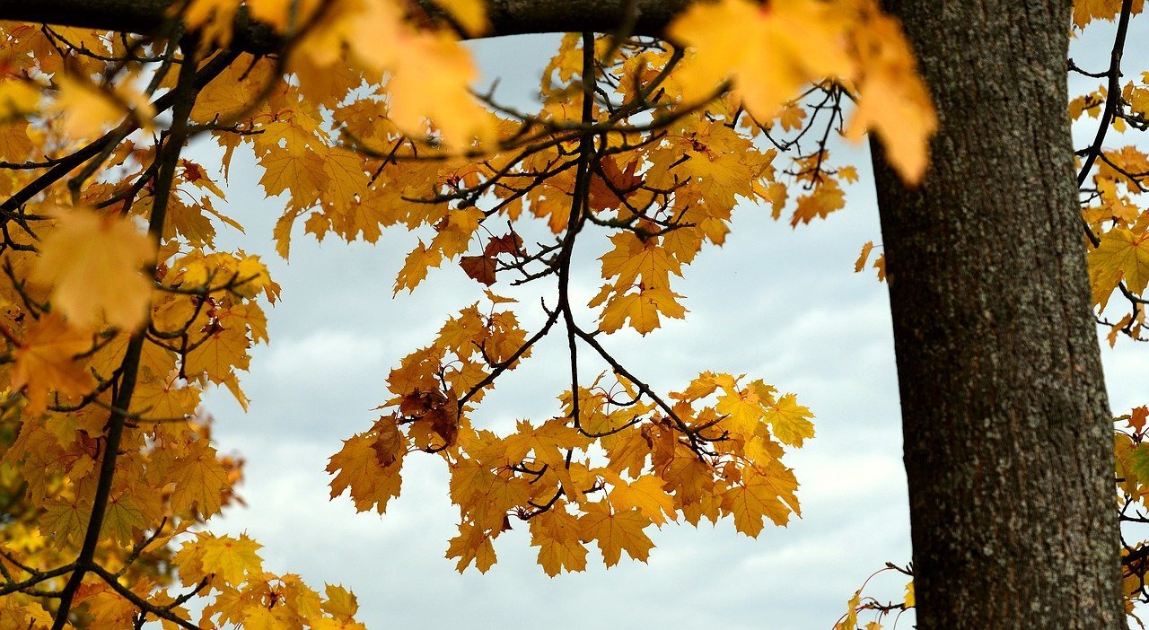 best shade tree for Yonkers